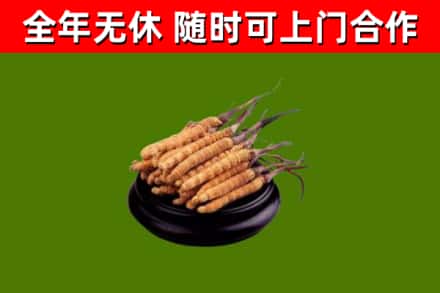 红河州烟酒回收冬虫夏草.jpg